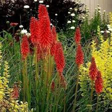 Mixed Kniphofia Flower Seeds – Heirloom Non-GMO High Germination Seeds