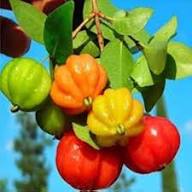 Mixed Surinam Cherry Seeds – Heirloom, Non-GMO, High Germination Organic Garden