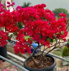 Semillas de Flores de Buganvilla Trepadora Roja para Sembrar – Semillas de Jardín Orgánicas, Herencia, No-OMG, Alta Germinación