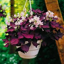 Purple Oxalis Versicolor Flower Seeds Heirloom Non-GMO High Germination Organic Garden Seeds for Planting