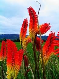 Fackellilien-Blumensamen Rot – Alte Sorte gentechnikfrei Keimfreudig Bio-Gartensamen zum Pflanzen