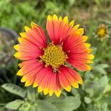 Red Yellow Gaillardia Pulchella Flower Seeds for Planting – Heirloom Non-GMO High Germination Organic Garden Seeds