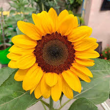 Sunflower Seeds For Planting Yellow Yellow Heirloom Non-GMO High Germination Organic Garden Seeds for Planting