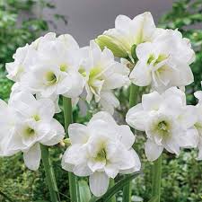 Amaryllis Flower Seeds White for Planting – Heirloom Non-GMO High Germination Organic Seeds