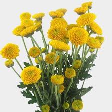 Yellow Button Flower Seeds for Planting – Heirloom, Non-GMO, High Germination Organic Garden Seeds