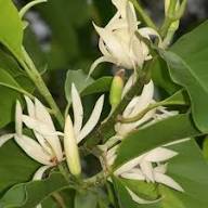 White Michauxia Tchihatchewii Flower Seeds – Heirloom, Non-GMO, High Germination Organic Garden Seeds for Planting