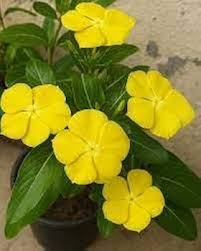 Yellow Vinca Flower Seeds – Heirloom Non-GMO Organic Garden Seeds