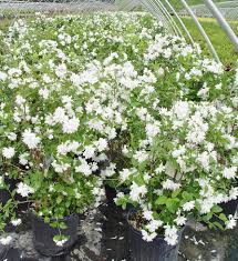 White Philadelphus Flower Seed Heirloom Non-GMO High Germination Organic Garden Seeds for Planting