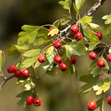 English Hawthorn (Crataegus laevigata) Seeds – Hardy Heirloom Trees with Beautiful Berries Fast-Growing Vitamin C Rich Juicy Trees Heirloom &amp; Non-GMO Seeds Seeds for Planting Organic Garden Seeds High Germination