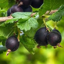 Jostabeeren-Samen Schwarz – Alte Sorte, gentechnikfrei, hohe Keimfähigkeit, Bio-Gartensamen