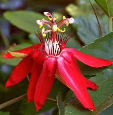 Red Granadilla Passiflora Flower Seeds – Heirloom Non-GMO High Germination Organic Garden Seeds for Planting