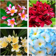 Mixed Plumeria Alba Flower Seeds Heirloom Non-GMO High Germination Organic Garden Seeds for Planting