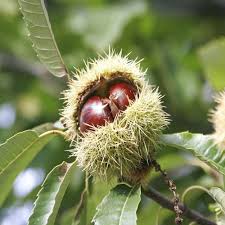 Chinquapin Chestnut Tree Seeds for Planting – Heirloom Non-GMO, High Germination Organic Garden Seeds