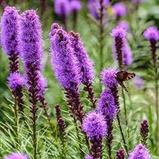 Purple Liatris Spicata Flower Seeds Heirloom Non-GMO High Germination Organic Garden Seeds for Planting