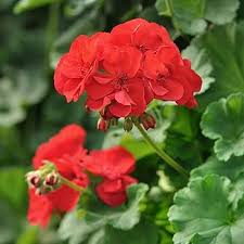 Semillas de Geranio Rojo – Cimarrón, No-Transgénico, Semillas de Alta Germinación
