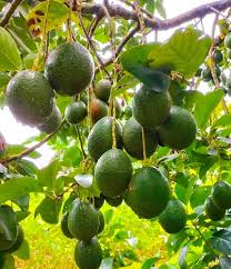 Russell Avocado (Butter Fruit) Seeds for Planting – Heirloom &amp; Non-GMO Organic Garden Seeds for Home Garden, High Germination