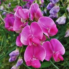 Lathyrus Flower Seeds Pink For Gardening – Heirloom, Non-GMO, High Germination Organic Garden Seeds for Planting