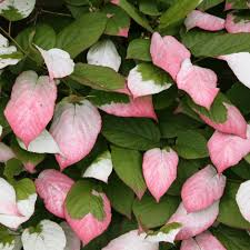 Actinidia Kolomikta Seeds – Hardy &amp; Sweet Kiwi Fruit Trees, Heirloom Non-GMO High Germination Organic Garden Seeds for Planting