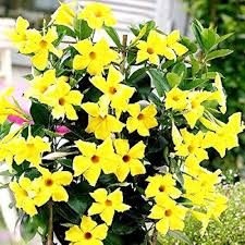 Yellow Mandevilla Flower Seeds – Heirloom Non-GMO High Germination Organic Garden Seeds