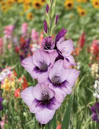 Purple Gladiolus Flower Seeds Heirloom Non-GMO High Germination Organic Garden Seeds for Planting