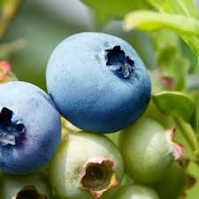 Rabbiteye Blueberries Fruit Seeds for Planting – Heirloom Non-GMO High Germination Organic Garden Seeds