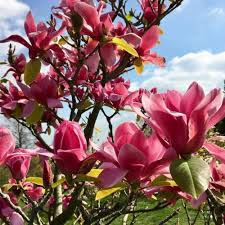 Pink Soulangiana Flower Seeds Heirloom Non-GMO High Germination Organic Garden Seeds for Planting