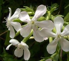 White Saponaria Flower Seeds – Heirloom Non-GMO Organic Garden Seeds