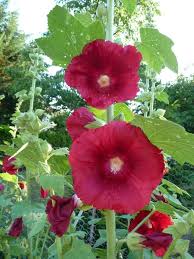 Red Hollyhock Alcea Flower Seeds – Heirloom, Non-GMO, High Germination Seeds