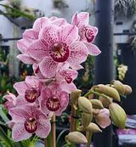 Pink Cymbidium Orchid Flower Seeds – Heirloom, Non-GMO, High Germination Organic Garden Seeds