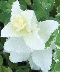 White Mint Plant Seeds Heirloom Non-GMO High Germination Organic Garden Seeds for Planting