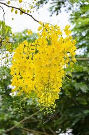 Yellow Laburnum Flower Seeds – Heirloom Non-GMO High Germination Organic Seeds