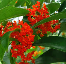 Mixed Osmanthus Flower Seeds – Heirloom Non-GMO High Germination Seeds