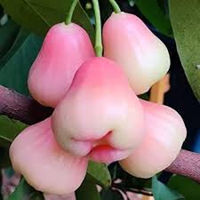 Pink Rose Apple Fruit Seeds for Planting – Heirloom Non-GMO High Germination Organic Garden Seeds