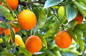 Semillas de Naranja Citrus Aurantium, Variedad Tradicional, No Modificadas Genéticamente, Alta Germinación, Semillas Orgánicas para Jardín