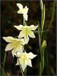 White Gladiolus Tristis Flower Seeds Heirloom Non-GMO High Germination Organic Garden Seeds for Planting