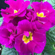 Violet Primrose Flower Seeds – Heirloom Non-GMO High Germination Organic Garden Seeds for Planting