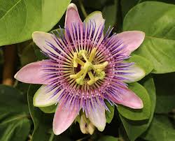 Pink Passion Flower Seeds – Heirloom, Non-GMO, High Germination Organic Garden Seeds for Planting