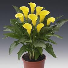 Yellow Zantedeschia Flower Seeds for Planting | Heirloom Non-GMO Organic