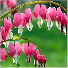Semillas de flores de Dicentra Spectabilis rosadas para plantar – Orgánicas, sin OMG, con alta tasa de germinación, para jardín