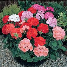 Geranium Perennial Flower Seeds for Planting – Heirloom Non-GMO Organic Garden Seeds High Germination