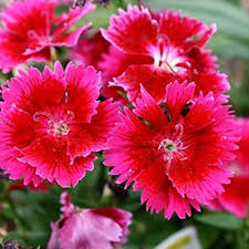 Red Dianthus Flower Seeds for Planting – Heirloom, Non-GMO, High Germination Organic Garden Seeds