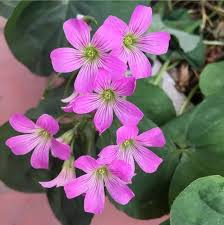 Pink Oxalis Acetosella Flower Seeds – Heirloom, Non-GMO, High Germination Organic Garden Seeds for Planting