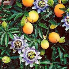 Yellow Passiflora Mollissima Seeds Heirloom Non-GMO High Germination Organic Garden Seeds