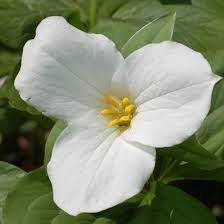 White Trillium Ovatum Seeds for Planting Heirloom Non-GMO High Germination Organic Garden Seeds