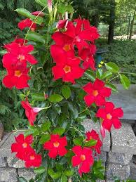 Rote Dipladenia Sanderi Blumensamen – Alte Sorte Gentechnikfrei Hohe Keimfähigkeit Bio-Gartensamen