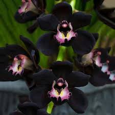 Black Orchid Flower Seeds for Planting – Heirloom Non-GMO High Germination Seeds