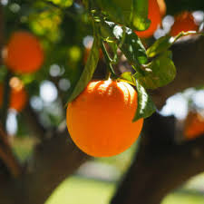 Cara Cara Navel Orange Fruit Seeds for Planting – Heirloom Non-GMO High Germination Organic Garden Seeds Sweet Juicy Oranges Seeds for Home Garden