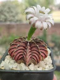 White Gymnocalycium Eurypleurum Flower Seeds – Heirloom, Non-GMO, High Germination