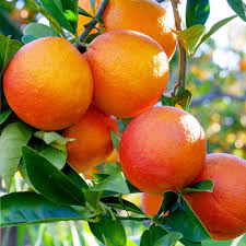 Blood Orange Fruit Seeds for Planting – Fast-Growing Vitamin C Rich Juicy Trees, Heirloom &amp; Non-GMO Seeds Seeds for Planting Organic Garden Seeds High Germination