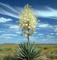 White Yucca Flower Seeds for Planting | Heirloom Non-GMO High Germination Organic